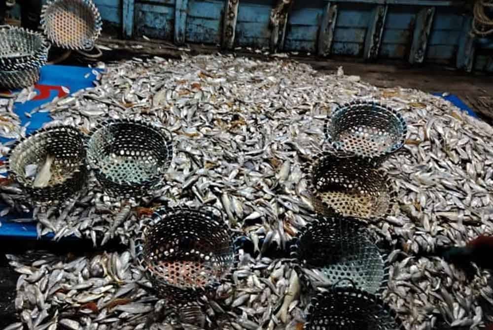 200kg ikan baja turut dirampas.