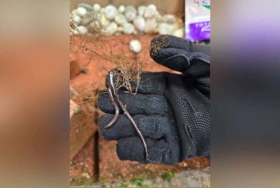 Bomba sukarela Saujana Utama menerima panggilan bagi kes tangkapan ular paling kecil di dunia.