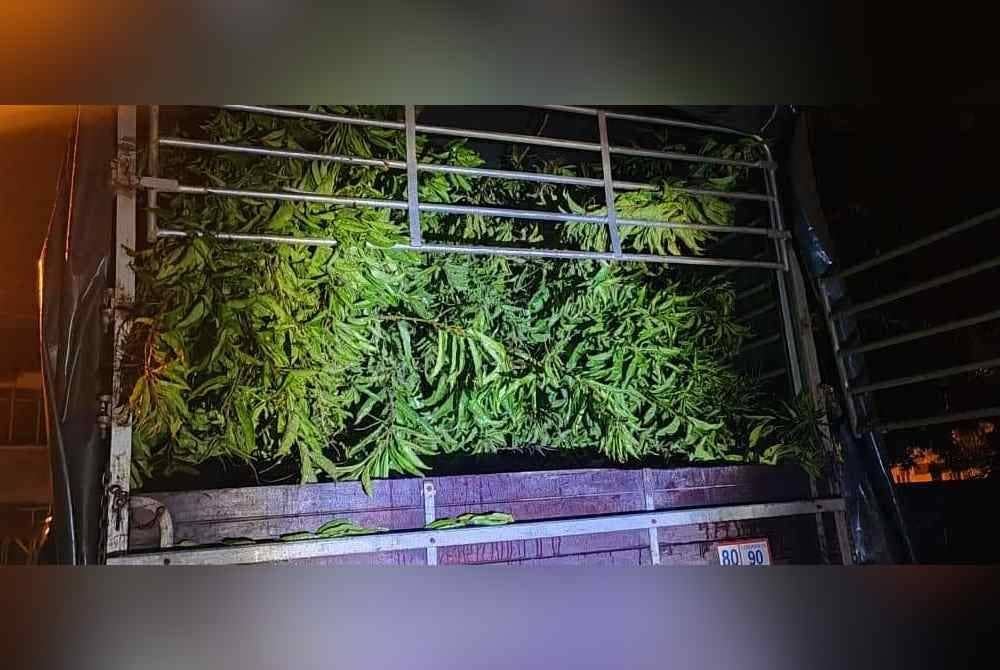 Hasil pemeriksaan telah menemukan pelbagai jenis tanaman hiasan jenis Citharexylum Spinosum dan Juniperus Chinensis dipercayai diseludup dari Thailand.