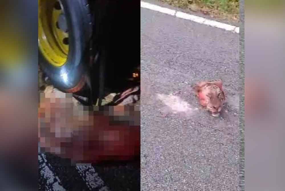 Dalam kejadian sekitar jam 5.30 pagi itu, seekor harimau belang mati dengan sebahagian badannya hancur digilis lori.