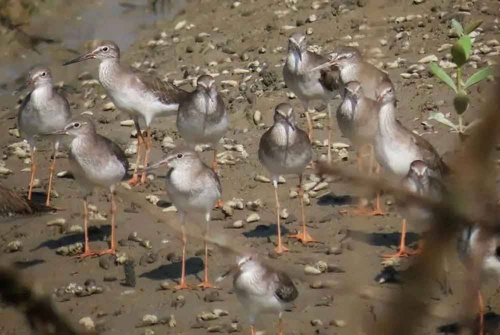 Taman Alam juga menjadi tempat persinggahan burung hijrah pelbagai spesies.