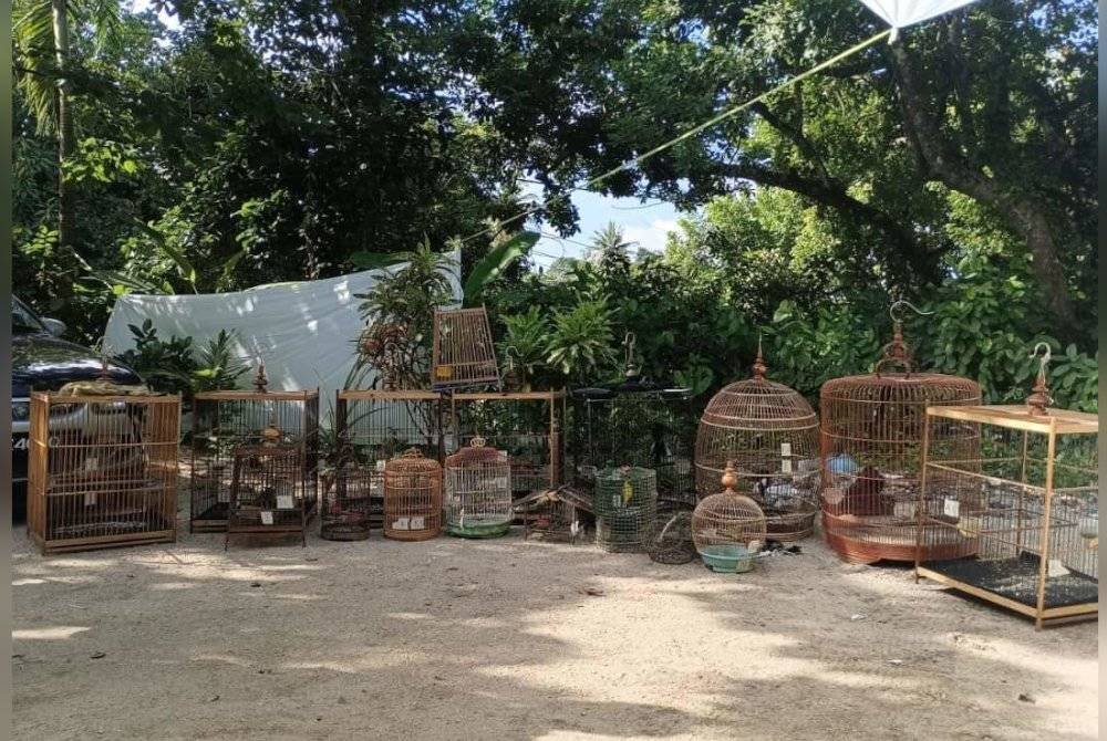 Suspek berusia 25 tahun itu ditahan jam 5.45 petang semasa penugasan Op Bersatu Khazanah bersama Jabatan Perlindungan Hidupan Liar dan Taman Negara (Perhilitan) di sebuah premis.