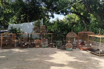 Hasil pemeriksaan mendapati terdapat 11 ekor burung Murai Batu, seekor burung Luris Leher dan tujuh ekor burung Kunyit Pacat dijumpai dalam premis tersebut tanpa dokumen penyimpanan rasmi daripada Perhilitan - Foto: FB Batalion 7 PGA Kuantan