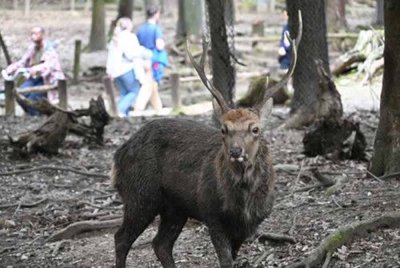 Insiden pelancong yang cedera akibat tanduk rusa jantan di Taman Nara, tempat terkenal dengan rusa yang berkeliaran bebas, telah meningkat baru-baru ini, mendorong pihak berkuasa Jepun untuk mengingatkan orang ramai supaya lebih berhati-hati. Gambar hiasan
