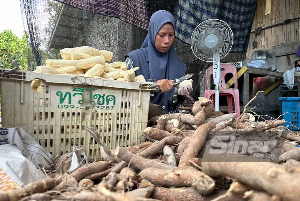 Ubi kayu yang dikupas kulit sebelum dimasukkan ke dalam mesin pengisar.