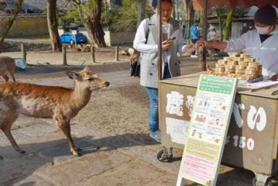 Insiden pelancong yang cedera akibat tanduk rusa jantan di Taman Nara, tempat terkenal dengan rusa yang berkeliaran bebas, telah meningkat baru-baru ini. (Gambar hiasan) Foto Bernama