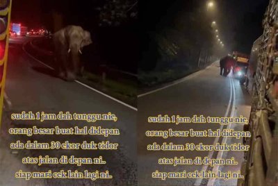 Mohd Hisham memuat naik rakaman berdurasi 53 saat di akaun TikTok @isemaju memaparkan trafik tergendala gara-gara gajah bermain di tengah jalan.