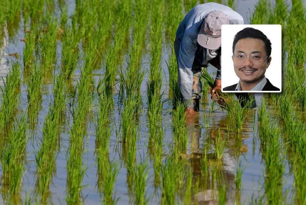 Harga minimum padi lebih sesuai dinaikkan kepada RM1,800 susulan peningkatan harga benih, minyak diesel, kos pembajakan dan penuaian sejak kebelakangan ini. - Gambar hiasan (Gambar kecil: Ahmad Yazid)