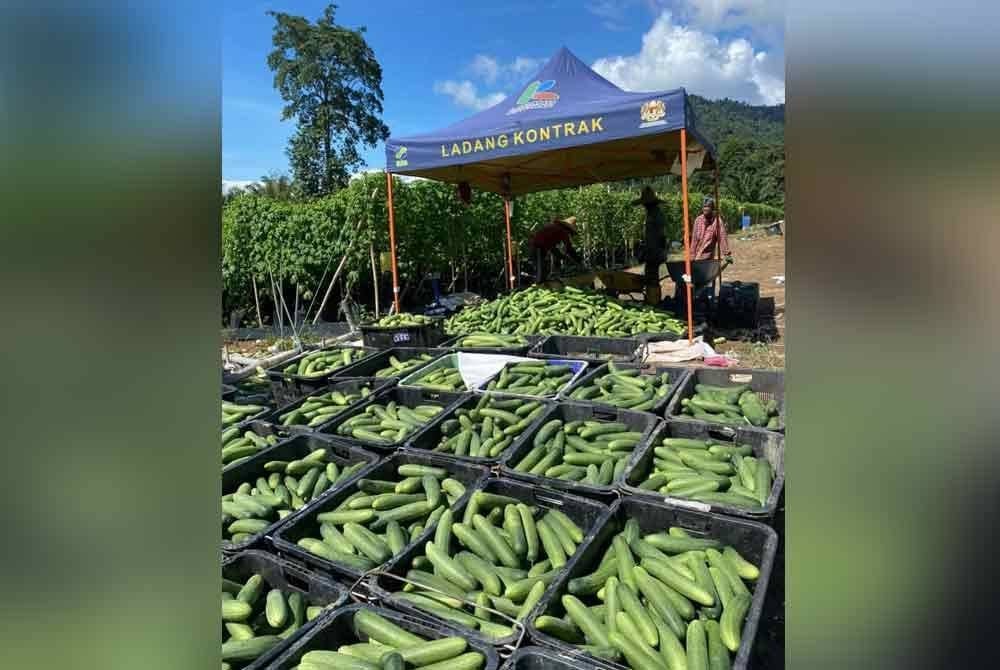 Timun antara hasil tanaman paling tinggi dikeluarkan oleh Sepakat Niaga Sdn Bhd menerusi ladang di Kampung Lasah.