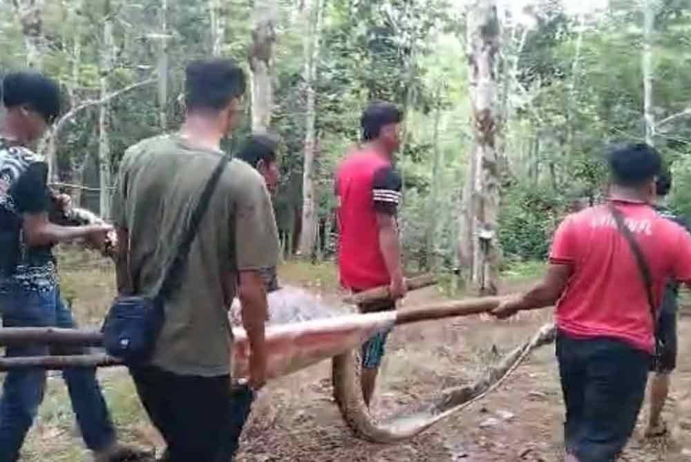 Orang ramai turut membantu membawa reptiliar tersebut keluar dari kebun getah kerana kawasan tersebut berbukit.