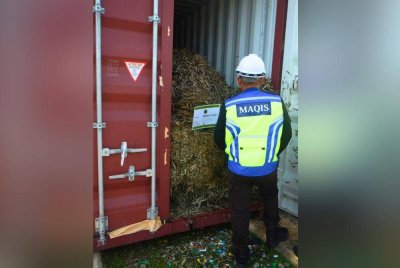Pegawai Maqis melakukan pemeriksaan pada kontena yang berisi batang buluh.