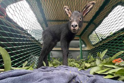 Seekor anak kambing gurun betina berusia kira-kira dua minggu yang sesat di tapak kuari di Bandar Mahkota Cheras pada Isnin.