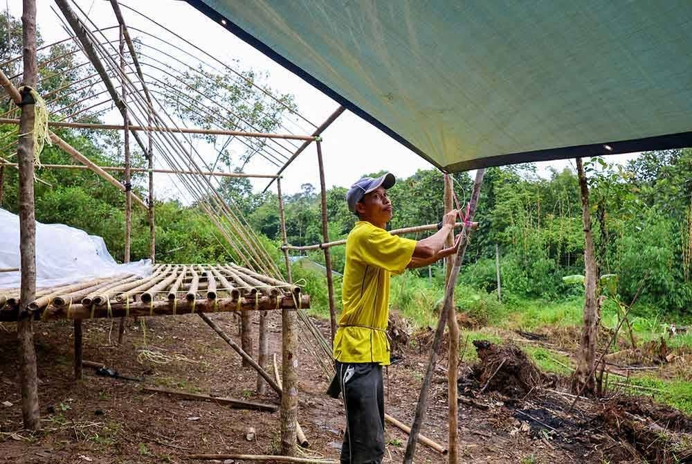 Rodzi sibuk menyiapkan bangsal untuk tempat tinggal sementara keluarganya. Foto Bernama