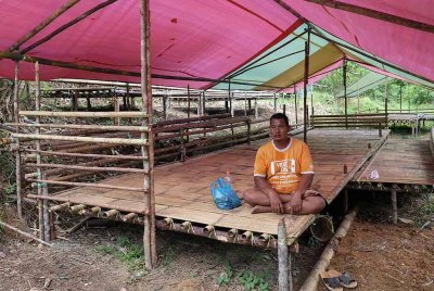 Penduduk Orang Asli Hasan Atin, 53, berehat sebentar selepas menyiapkan bangsal untuk tempat tinggal sementara keluarganya bagi menghadapi banjir ketika ditemui di Rancangan Pengumpulan Semula (RPS) Kuala Betis Blok A di Gua Musang. Foto Bernama