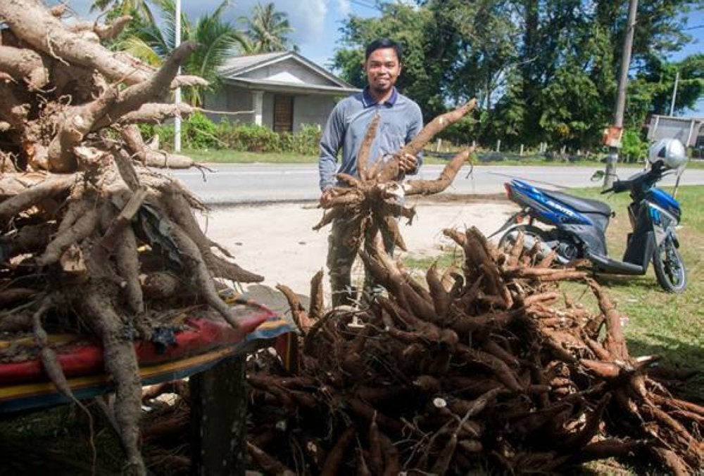 Muhammad Azizan menjangkakan keseluruhan tanamannya itu akan mengeluarkan hasil lebih 200 tan ubi kayu. Foto Bernama