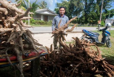 Muhammad Azizan menjangkakan keseluruhan tanamannya itu akan mengeluarkan hasil lebih 200 tan ubi kayu. Foto Bernama