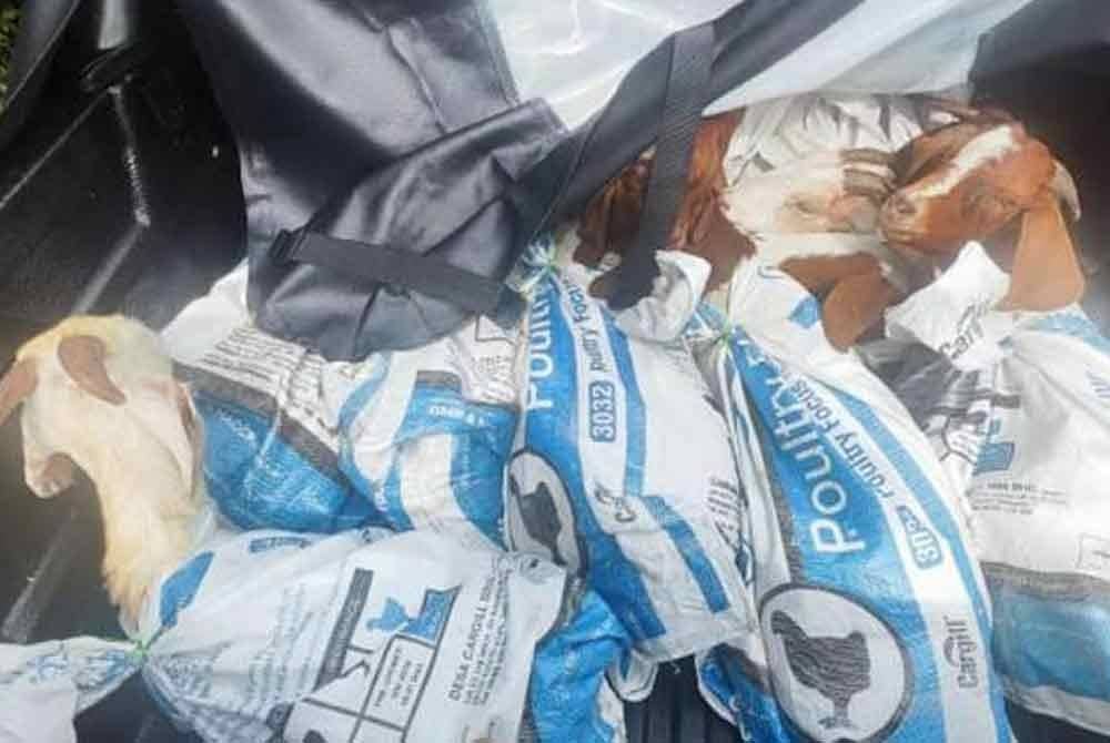 Hasil pemeriksaan membawa kepada penemuan 10 ekor kambing dimuatkan di dalam guni, dengan berat keseluruhan kira-kira 400 kilogram. Foto Facebook PGA Briged Tenggara