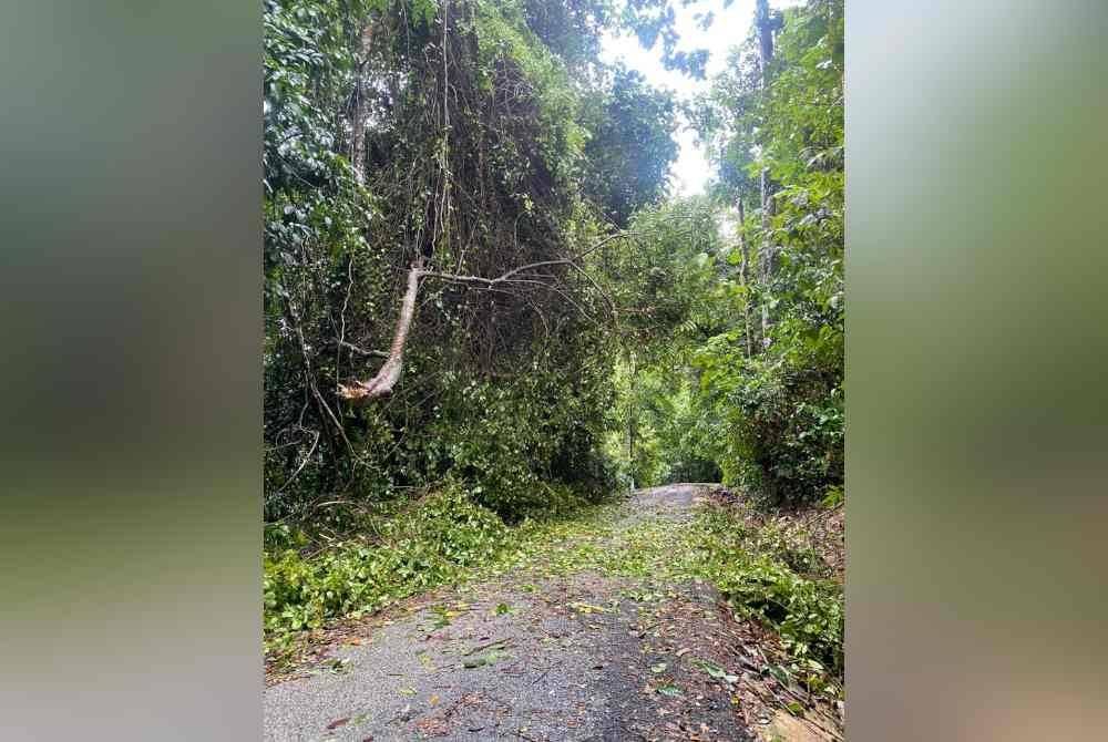 Keadaan di lokasi kejadian selepas seorang kakitangan universiti parah dihempap pokok.