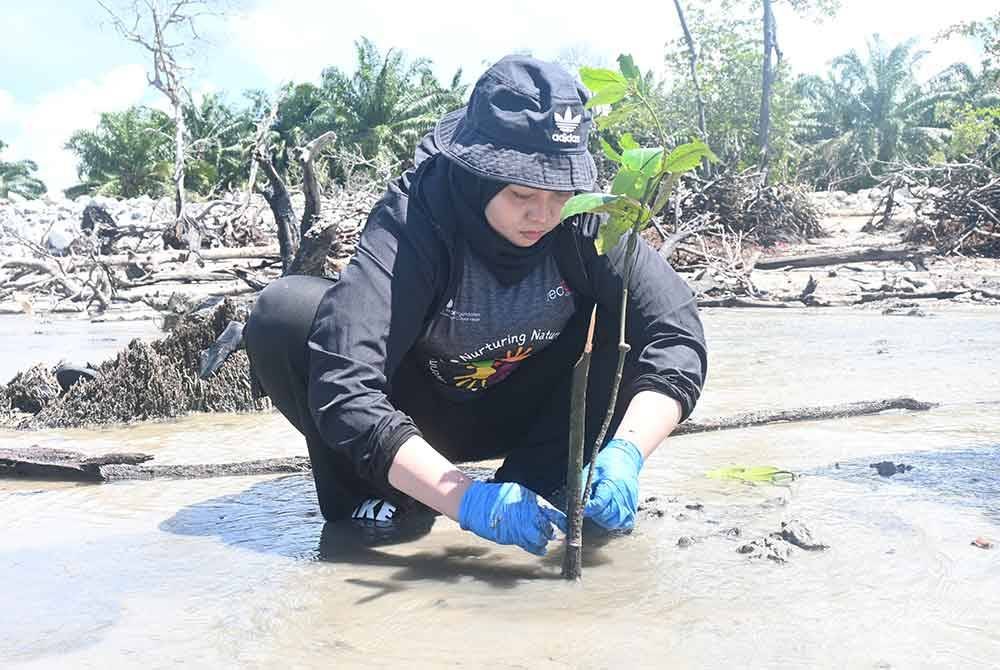 Sukarelawan menanam pokok bakau yang menjadi tumbuhan penting di kawasan persisir pantai Pulau Carey.