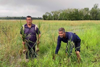 Pesawah dari Kampung Luar dan Kampung Tersang menunjukkan padi yang rosak akibat ditenggelami banjir sejak lima hari lepas ketika tinjauan pada Selasa. Foto Bernama