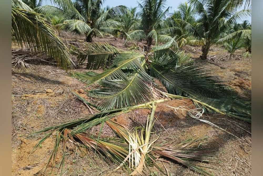 Pucuk kelapa yang dimakan gajah di ZPM Sedili Kecil, Kota Tinggi baru-baru ini.