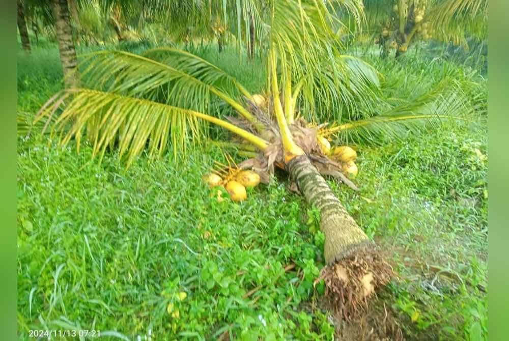 Salah satu pokok kelapa yang dicabut gajah.