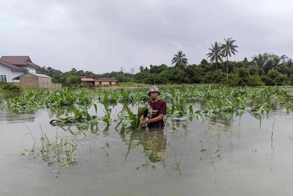 Muhammad menunjukkan jagung yang sepatutnya dituai pada awal Disember ini, namun hujan berterusan menyebabkan kawasan itu ditenggelami banjir sedalam 0.6 meter. Foto ihsan pembaca