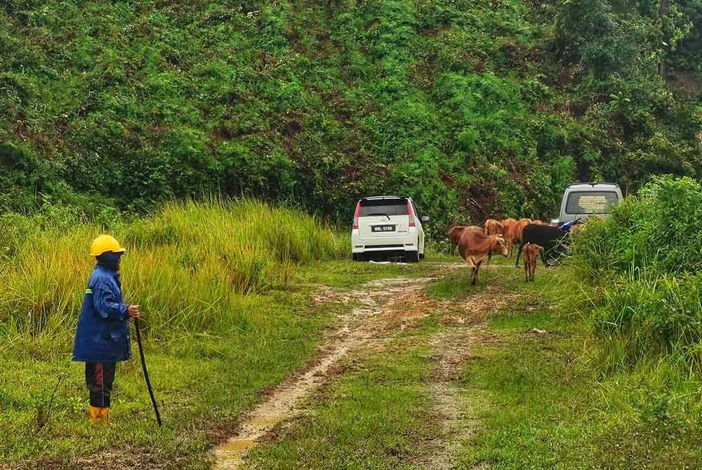 Saman memantau lembunya yang dipindahkan ke lokasi selamat di kaki Bukit Balik Hidung di Kampung Paya Besar, Hulu Terengganu.