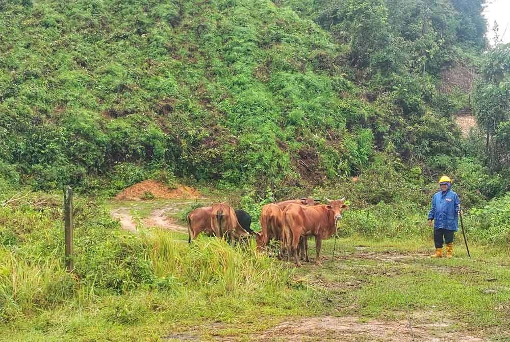 Saman berulang alik dari PPS dekat Kampung Paya Besar untuk memberi haiwan ternaknnya yang dipindahkan dekat Bukit Balik Hidung di Hulu Terengganu.