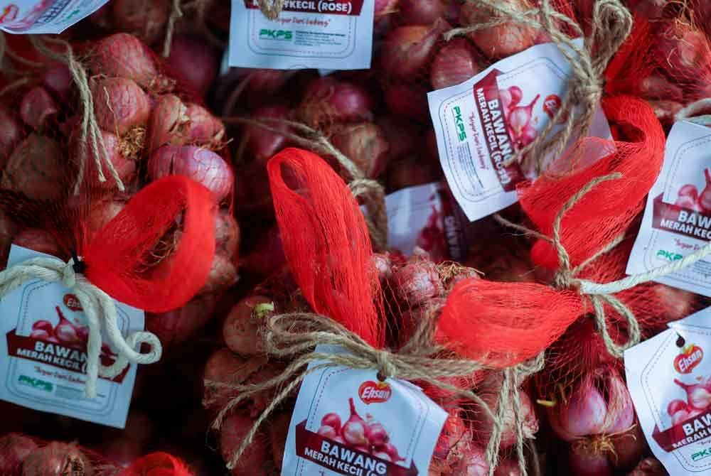Bawang yang dituai akan dijual di beberapa lokasi di bawah kendalian PKPS. Foto Bernama