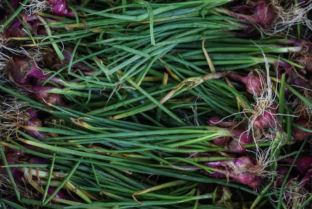 Hasil bawang merah kecil atau rose yang ditanam di Selangor Fruit Valley di sini. Foto Bernama