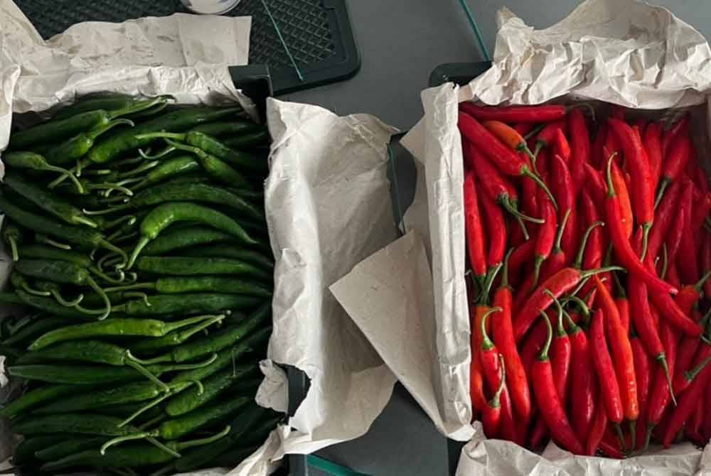 Sebahagian cili tanpa perakuan khas yang dirampas MAQIS Kedah pada Sabtu.