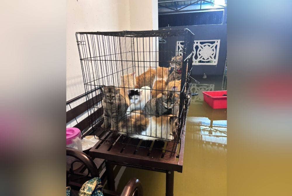 Kucing milik Umi Umairah turut diselamatkan.