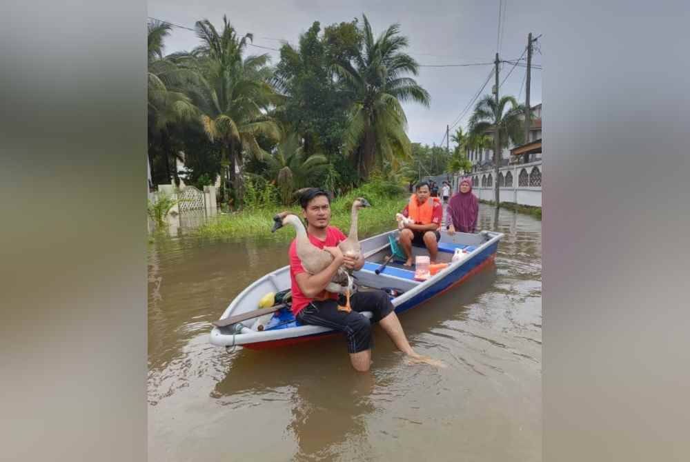 Ismail (kiri) membawa angsa-angsa berpindah ke PPS.