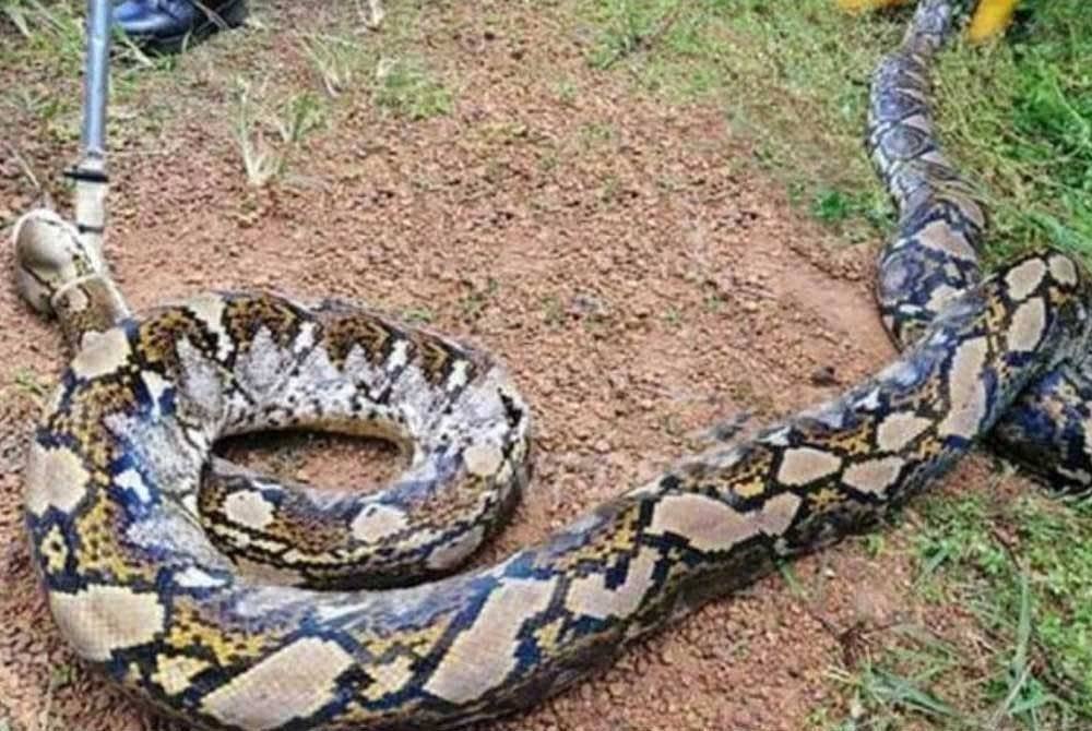 Berlaku konflik apabila hidupan liar yang terkepung dan keluar daripada habitat asal kerana banjir, kebanyakan melibatkan spesies primat, ular, musang, buaya dan sebagainya - Gambar hiasan