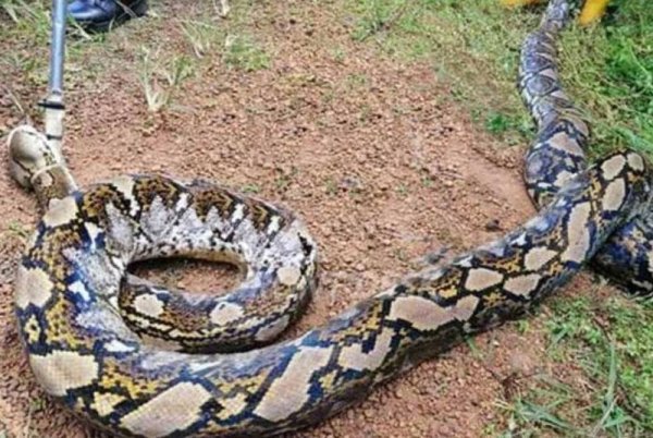 Berlaku konflik apabila hidupan liar yang terkepung dan keluar daripada habitat asal kerana banjir, kebanyakan melibatkan spesies primat, ular, musang, buaya dan sebagainya - Gambar hiasan