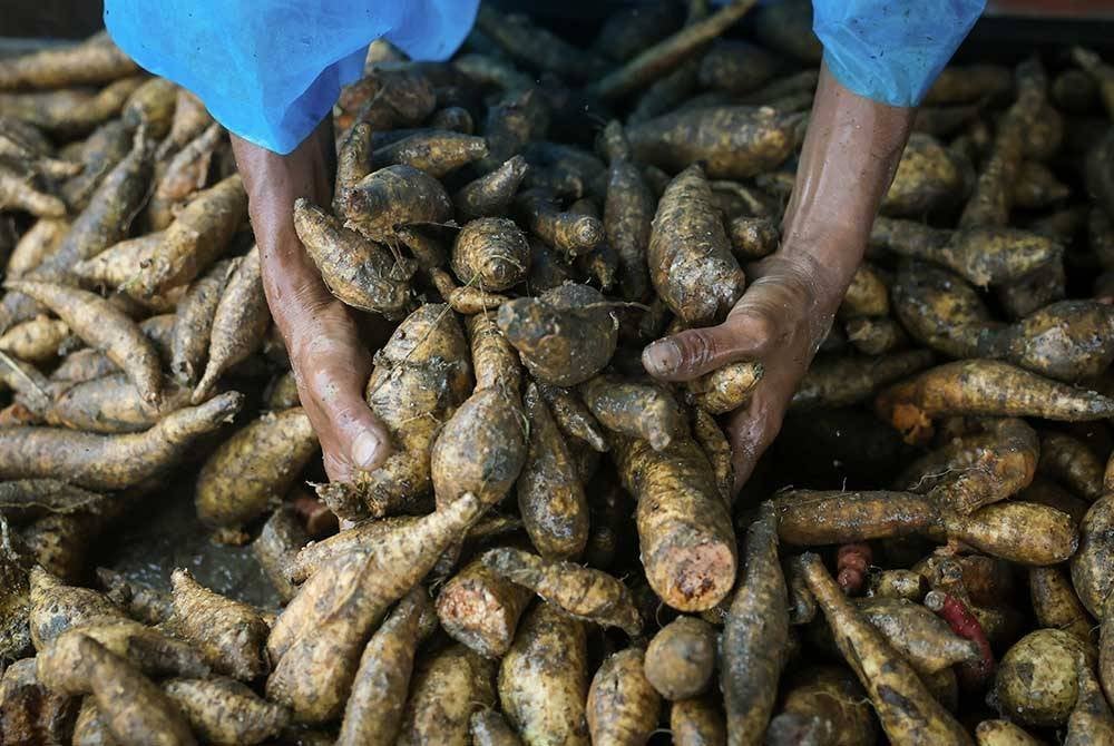 Ubi keledek antara ubi yang dijual di kedai Annuar Al Shadat Kadi. Foto Bernama