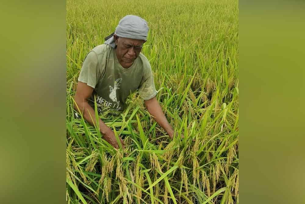 Arbain kecewa apabila harga padi turun dan pemotongan pemutuan padi masih pada kadar tinggi.