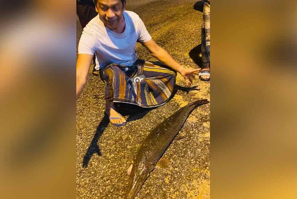 Seekor ikan berkepala seakan buaya atau lebih dikenali sebagai spesis Alligator Gar tersangkut pada pukat yang dipasang pada Jumaat lalu.