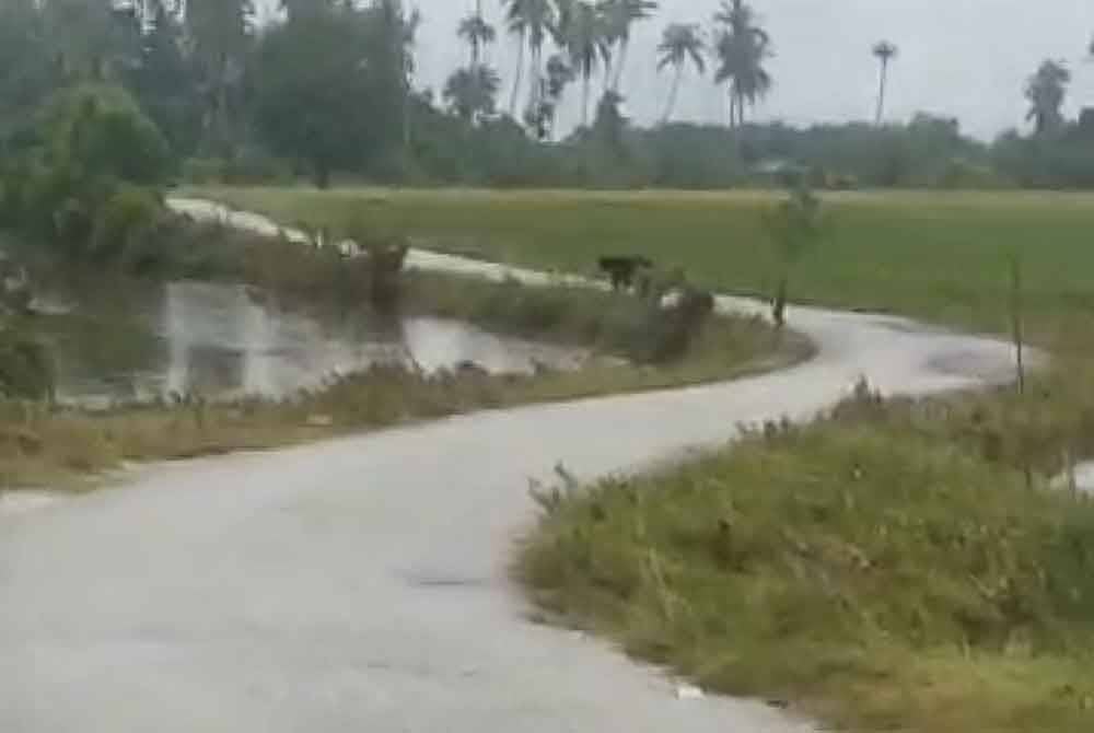 Lokasi penduduk kampung terserempak dengan seekor beruang matahari di Kampung Kubang Ikan, Besut pada pagi Rabu.