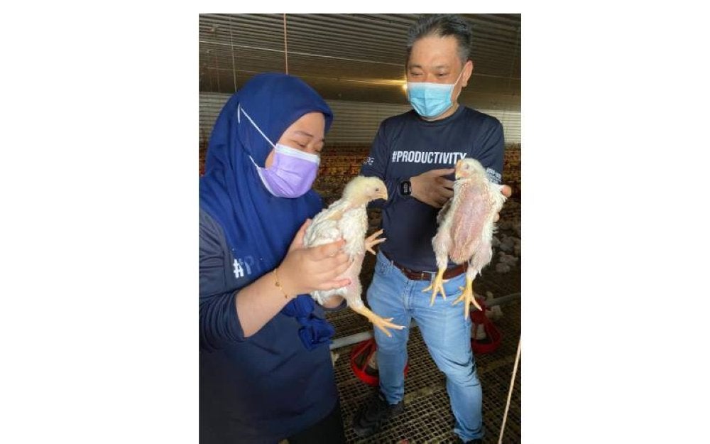 Jeffrey (kanan) menunjukkan ayam yang diternak menerusi sistem penternakan ladang tertutup.