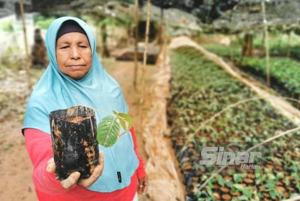 Tijah menunjukkan anak benih pokok balak yang patah akibat banjir buruk minggu lalu.