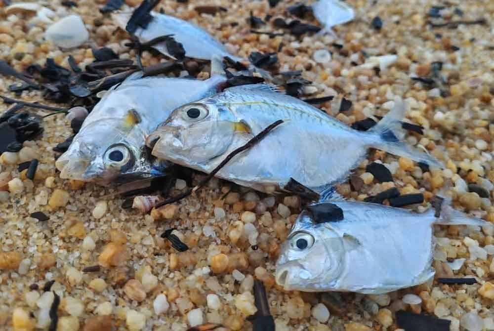 Gambar ikan yang dikongsikan melalui akaun Facebook Aini Syahiza pada Sabtu.