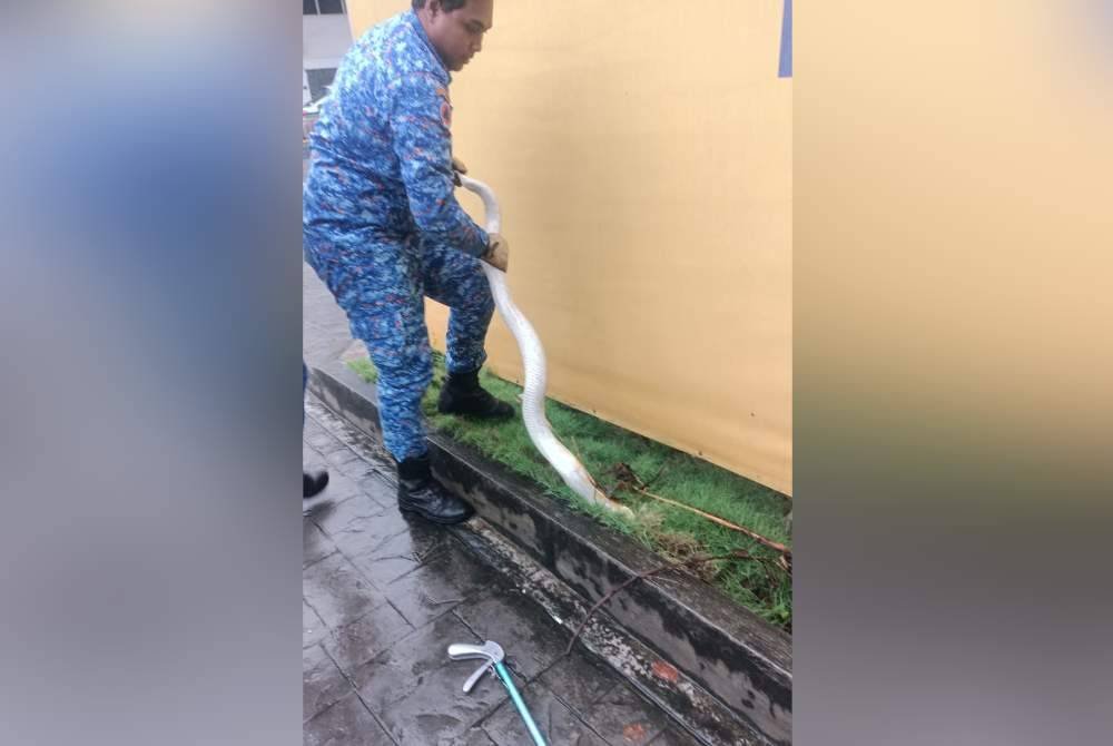 Anggota APM Pulau Pinang berhadapan kesukaran untuk menangkap ular tersebut kerana ia agak agresif.