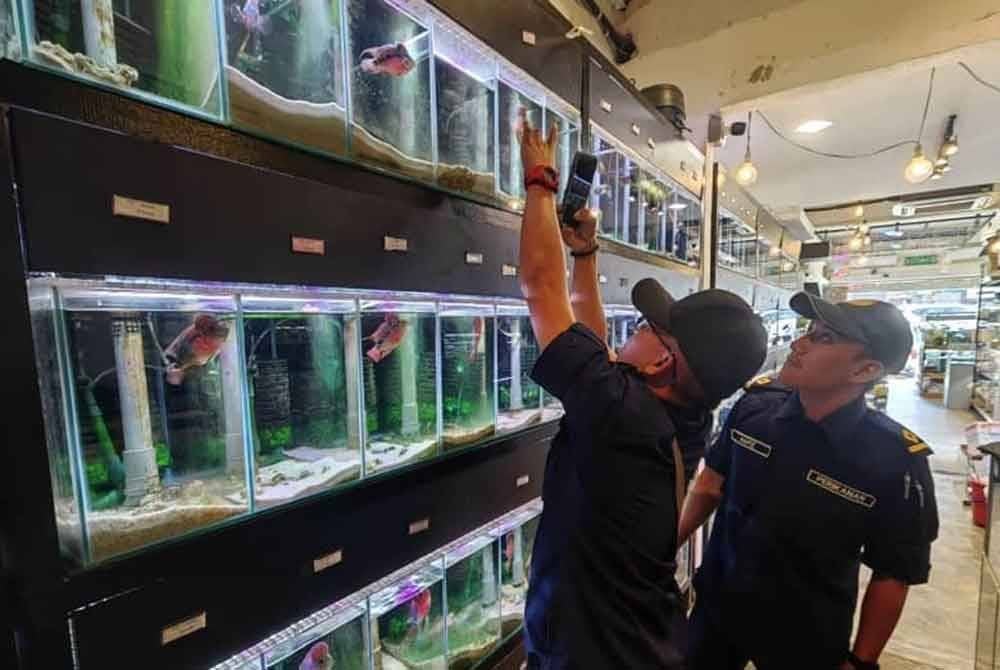 Pasukan penguatkuasa DOF Selangor membuat serbuan di kedai akuarium, pada empat bulan lalu.