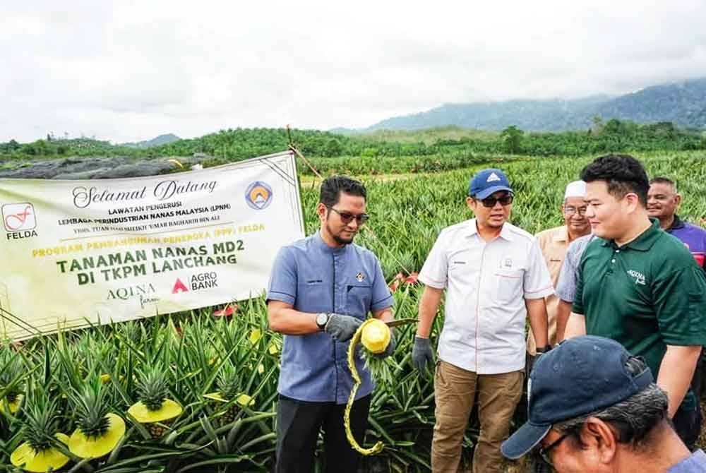 Program PPP Felda di TPKM Lanchang ini bermula pada 4 Julai 2023 dan mula mengeluarkan hasil tuaian pertama pada Julai lalu. Foto ihsan FB LPNM