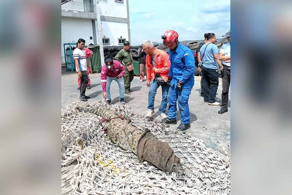 Buaya tembaga yang dipercayai datang dari Sungai Linggi sebelum sesat dalam longkang.