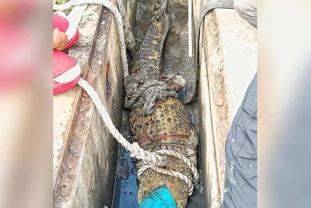 Keadaan buaya tembaga seberat 200kg yang tersesat dalam longkang. Foto APM