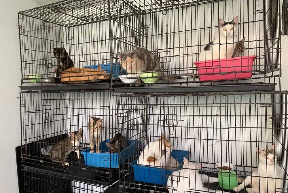 Antara kucing yang berlindung di pusat tersebut.