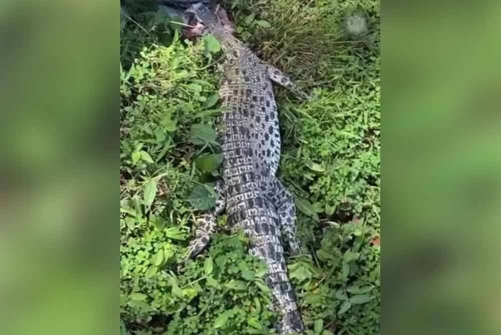 Bangkai seekor anak buaya tembaga ditemui di Jalan Jelebu-Seremban berdekatan Kampung Ismail di Seremban dipercayai dilanggar sebuah kenderaan pada Rabu.